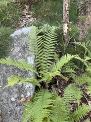 Dryopteris filix-mas