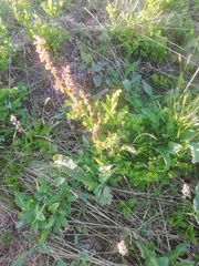 Rumex acetosella