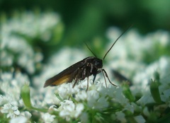 Scythris sinensis