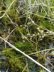 Drepanocladus