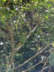 Basiliscus plumifrons