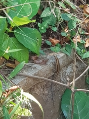 Eutropis multifasciata