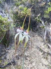 Caladenia longicauda
