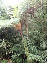 Sphaeropteris lepifera