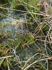 Drepanocladus