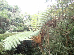 Sphaeropteris lepifera