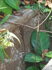 Eutropis multifasciata