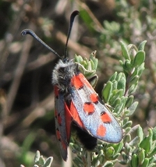 Zygaena rhadamanthus