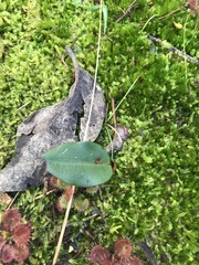 Cryptostylis leptochila