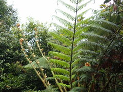 Sphaeropteris lepifera