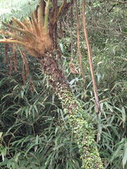 Sphaeropteris lepifera