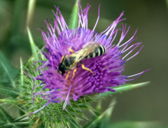 Halictus scabiosae