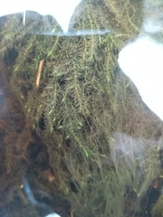 Drepanocladus