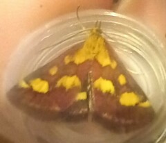 Pyrausta purpuralis