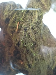 Drepanocladus