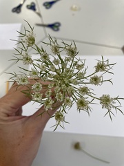 Daucus carota