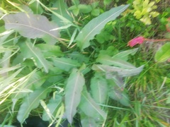 Bistorta officinalis