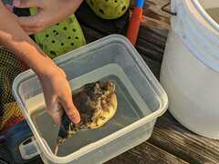 Sphoeroides maculatus