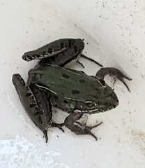 Lithobates sphenocephalus