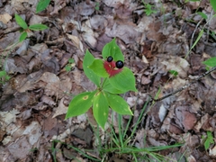 Medeola virginiana