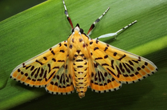 Polygrammodes runicalis