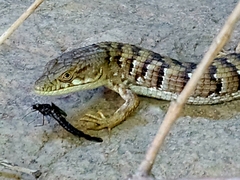 Elgaria multicarinata