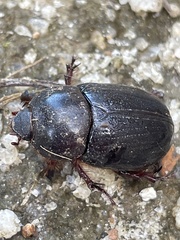 Heteronychus arator