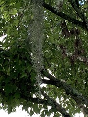 Tillandsia usneoides