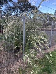 Chamaecytisus prolifer