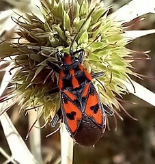 Spilostethus saxatilis