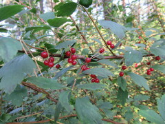 Ribes diacanthum