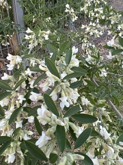 Chamaecytisus prolifer