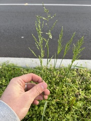 Panicum