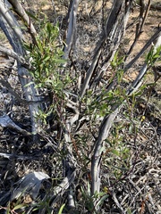 Billardiera cymosa