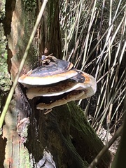 Fomitopsis pinicola