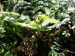 Alsophila spinulosa