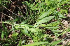 Lathyrus pisiformis