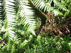 Alsophila spinulosa