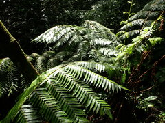 Alsophila spinulosa