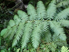 Alsophila spinulosa