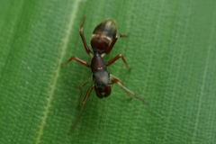 Salticinae