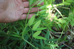 Lathyrus pisiformis
