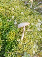 Stropharia coronilla