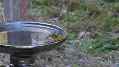 Eopsaltria australis