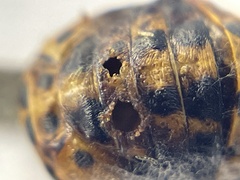 Pteromalidae