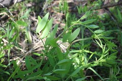 Lathyrus pisiformis