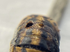 Pteromalidae