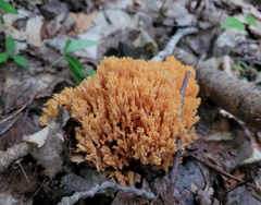 Ramaria