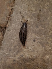 Limax maximus