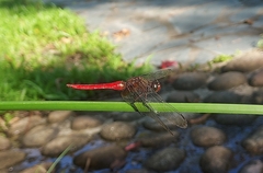 Orthetrum chrysis